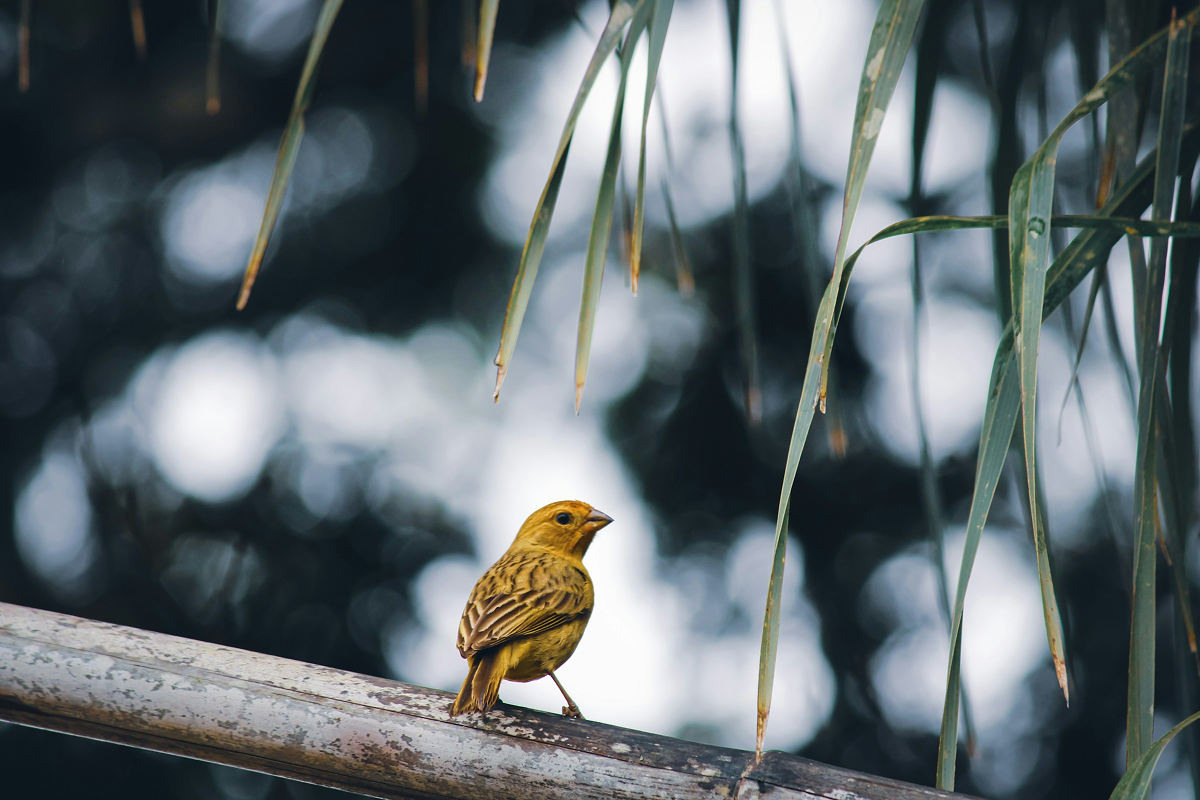 Canary